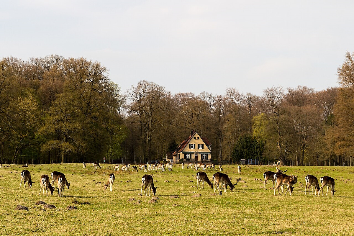 Dülmen Wildpark