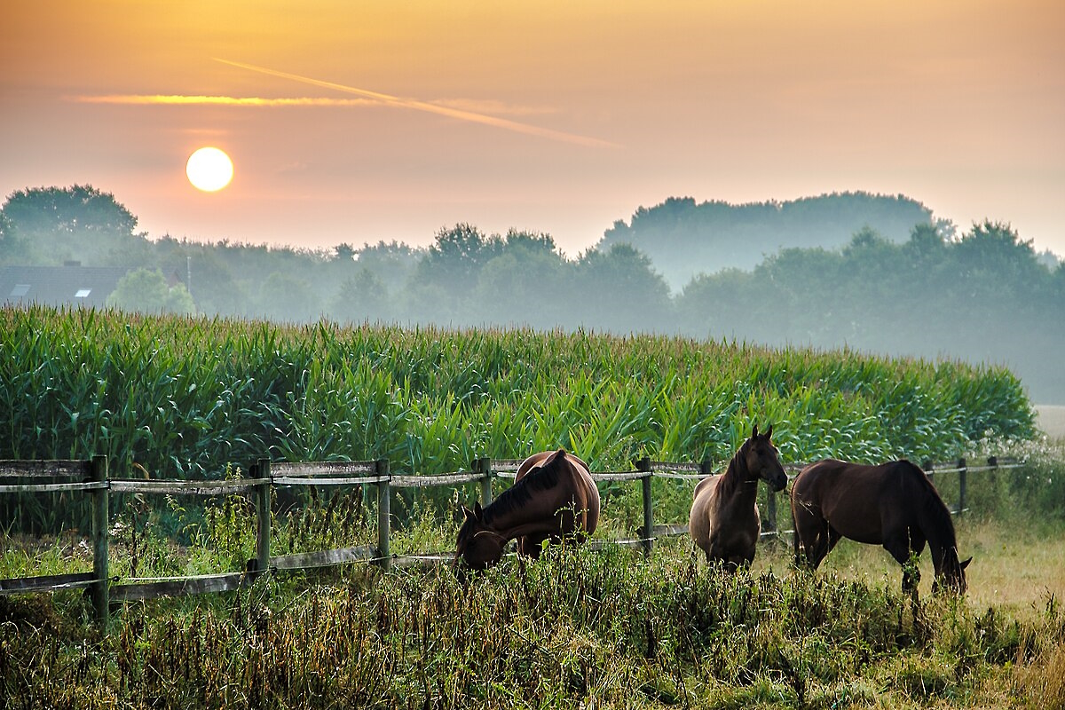 Wildpferde im Umland Dülmens